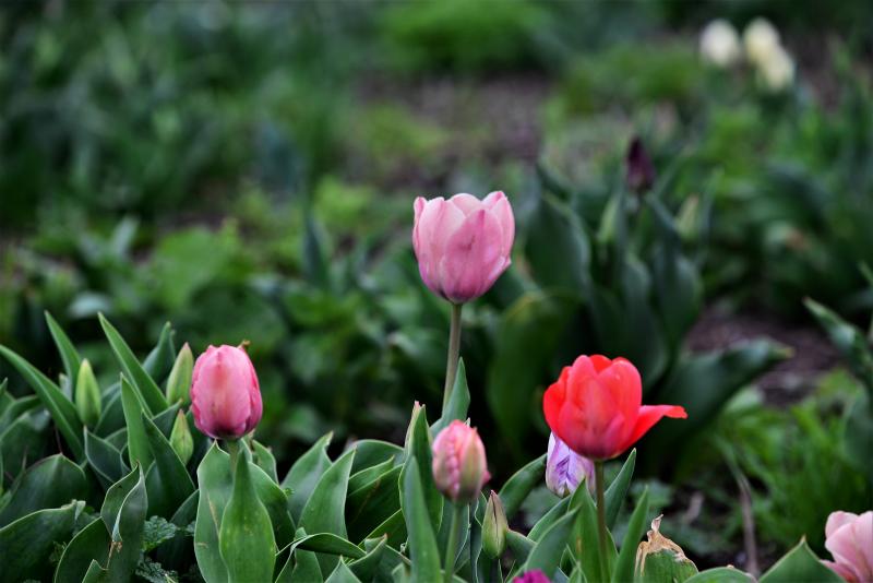 Tulipánszüret Nyíregyháza határában