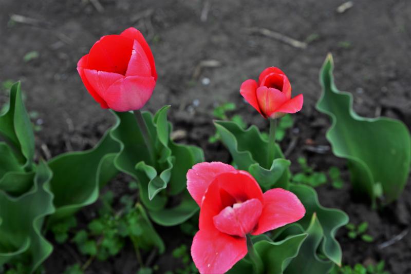 Tulipánszüret Nyíregyháza határában