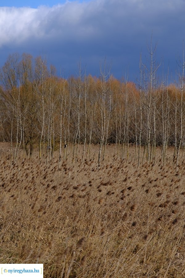 Tüskevári csendélet 20230212