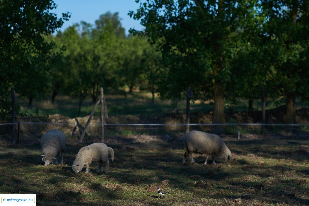 Tüskevári csendélet 