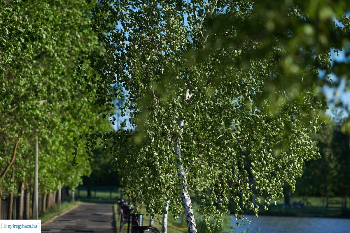 Tüskevári csendélet 