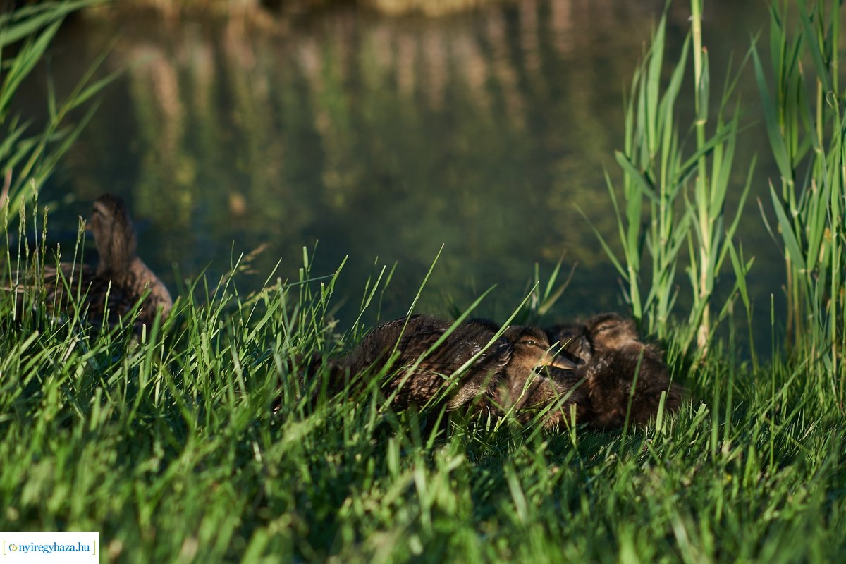 Tüskevári csendélet 