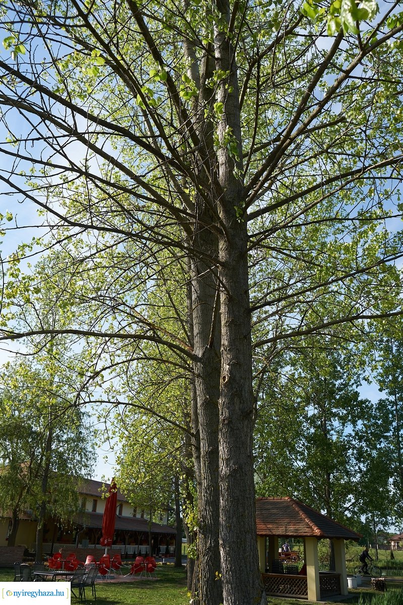 Tüskevári csendélet 