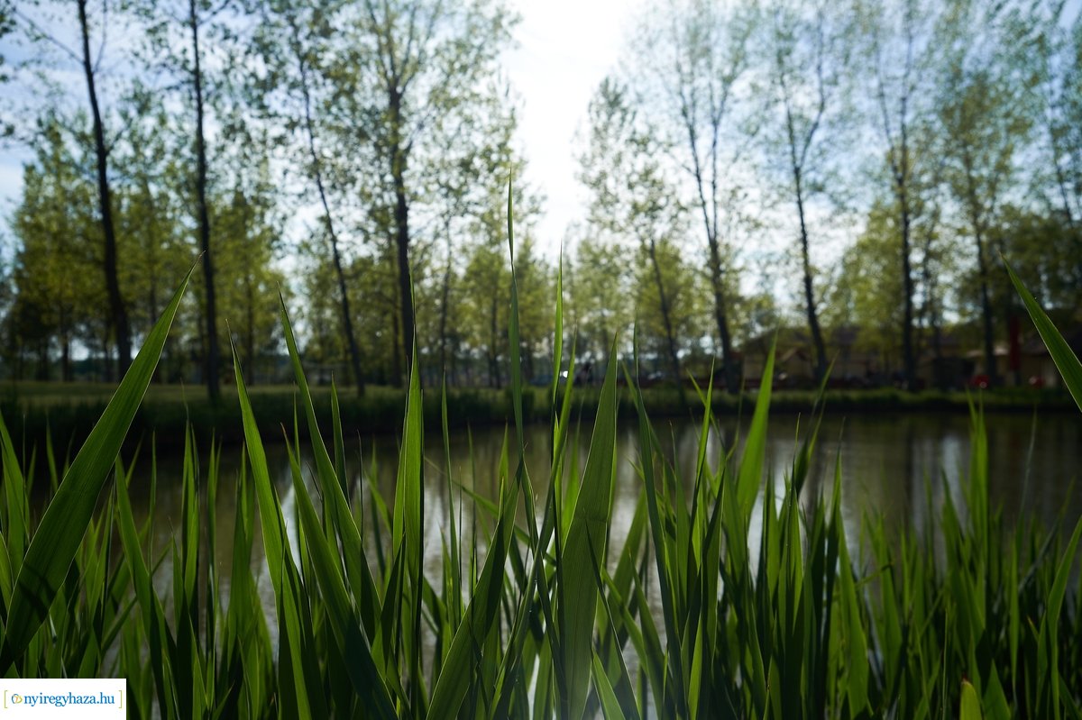 Tüskevári csendélet 