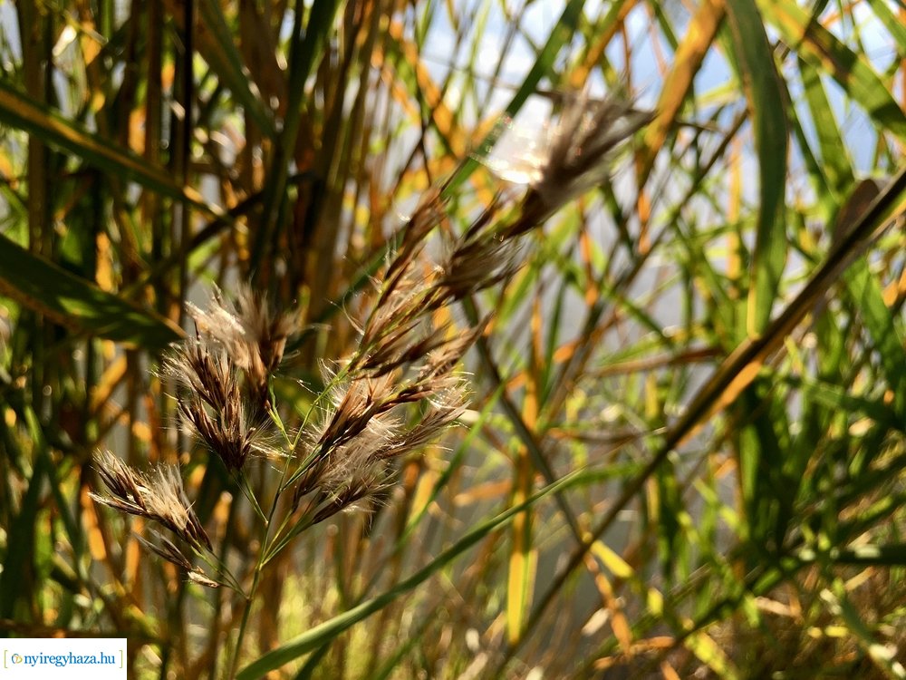 Tüskevári ősz 2020