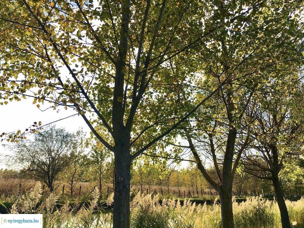 Tüskevári ősz 2020