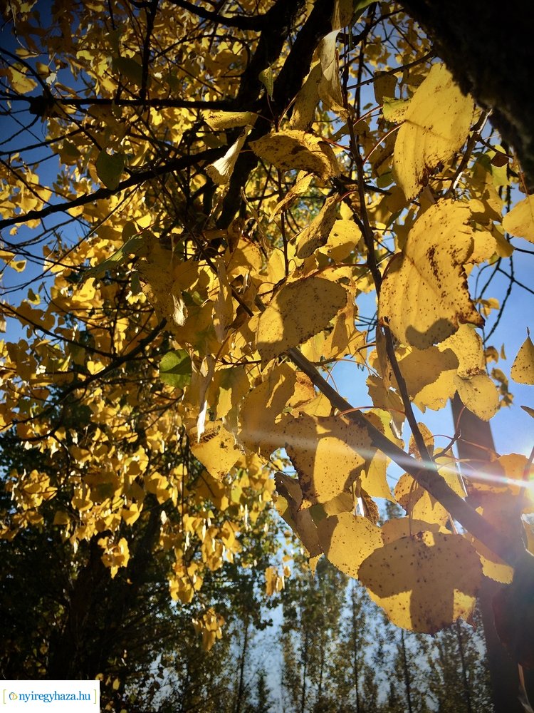 Tüskevári ősz 2020