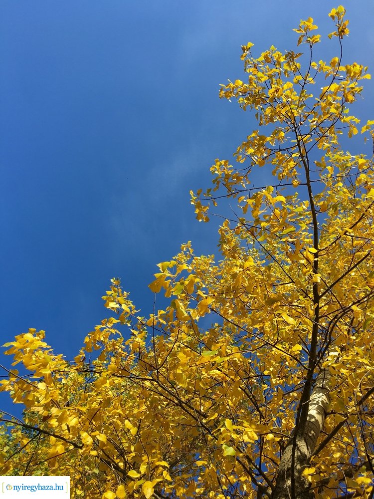 Tüskevári ősz 2020