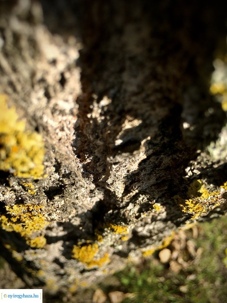 Tüskevári ősz 2020