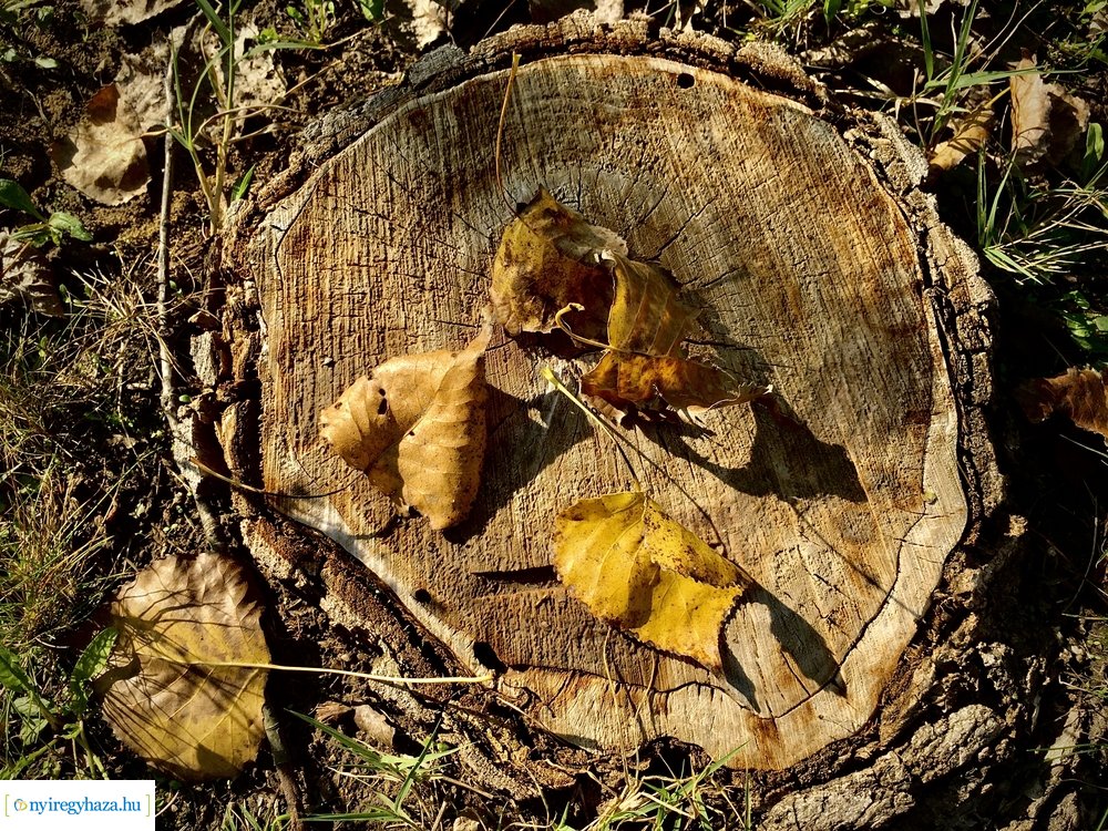 Tüskevári ősz 2020