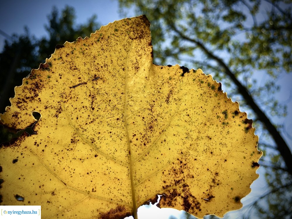 Tüskevári ősz 2020