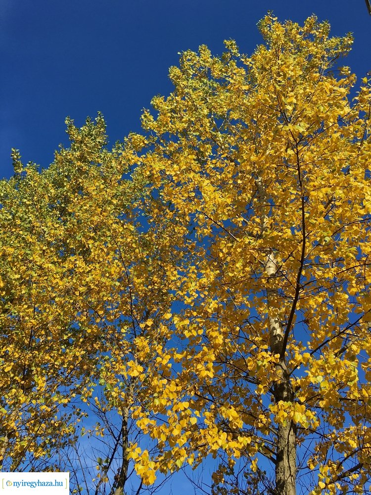 Tüskevári ősz 2020