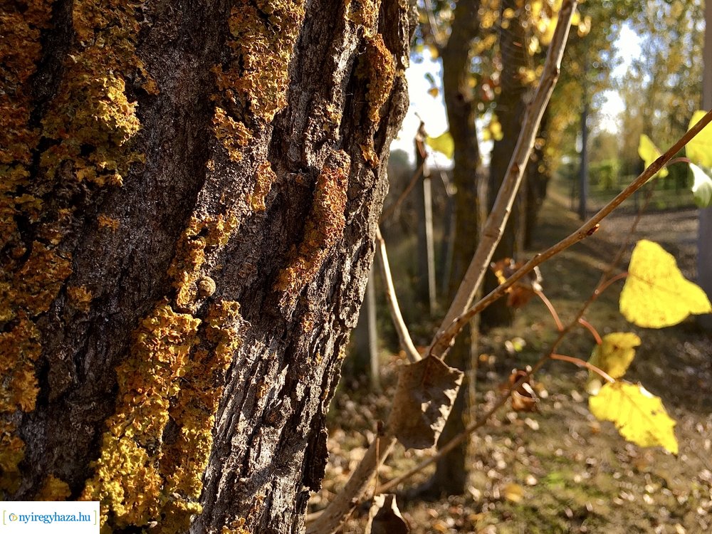 Tüskevári ősz 2020