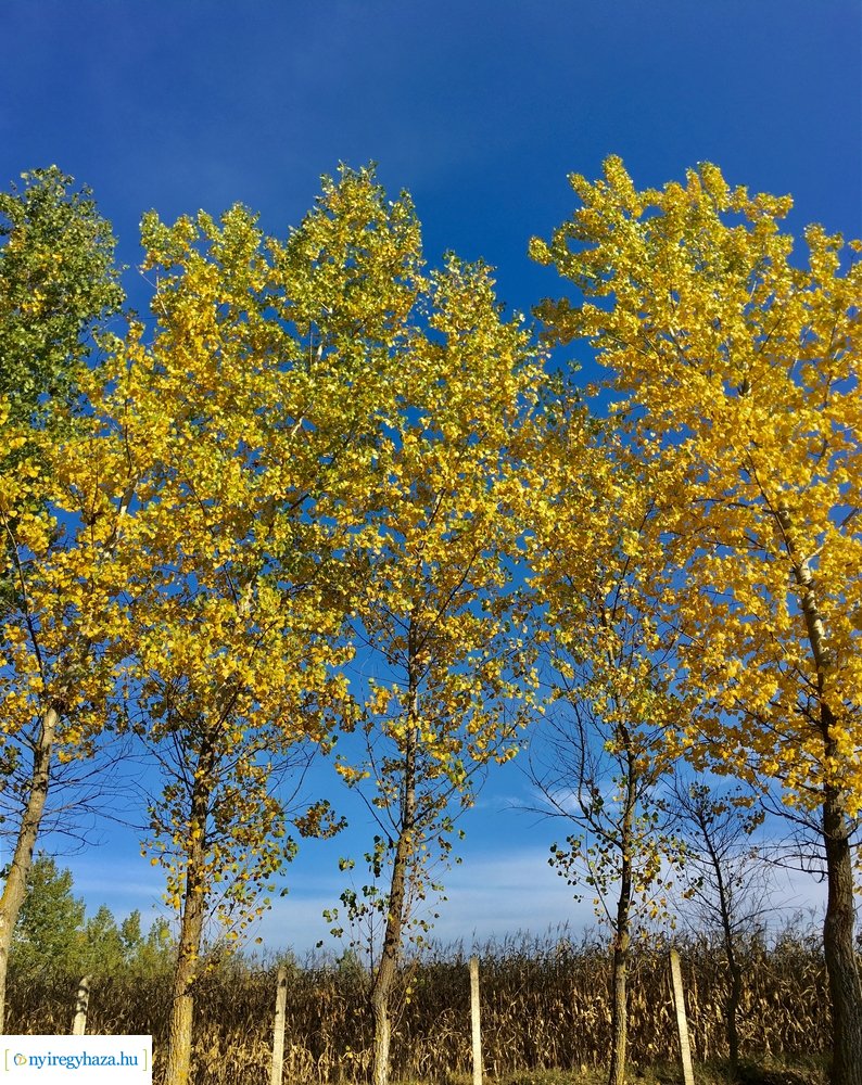 Tüskevári ősz 2020