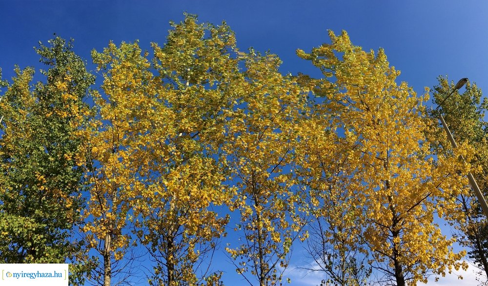 Tüskevári ősz 2020