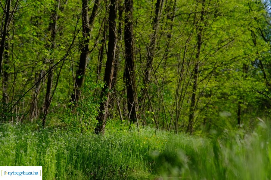 Üde zöld Sóstói erdő