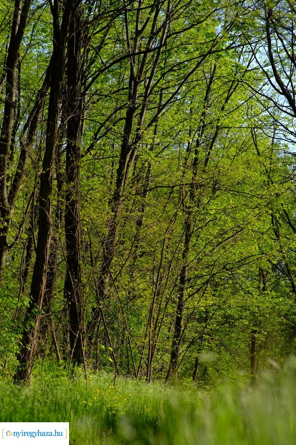 Üde zöld Sóstói erdő