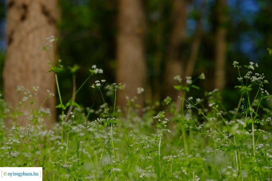 Üde zöld Sóstói erdő