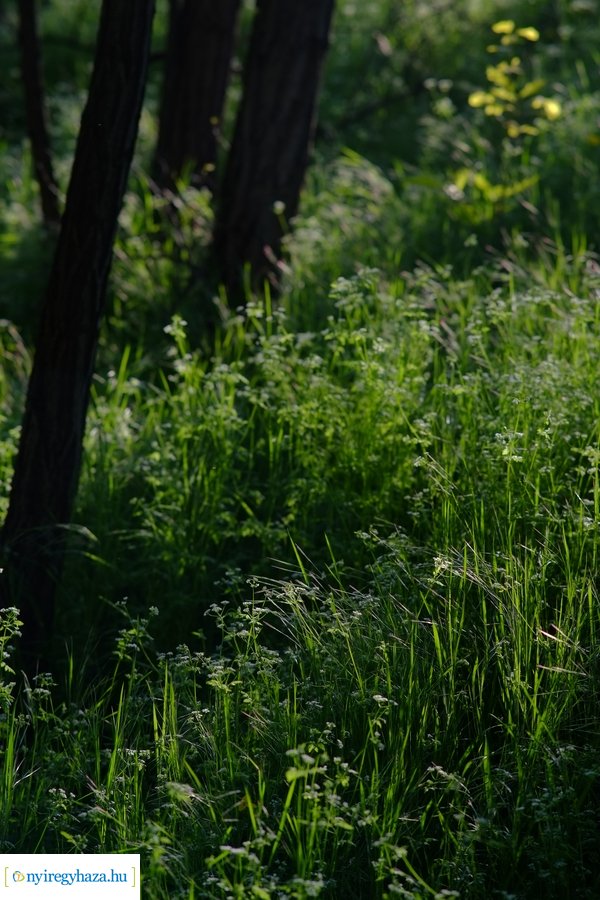 Üde zöld Sóstói erdő