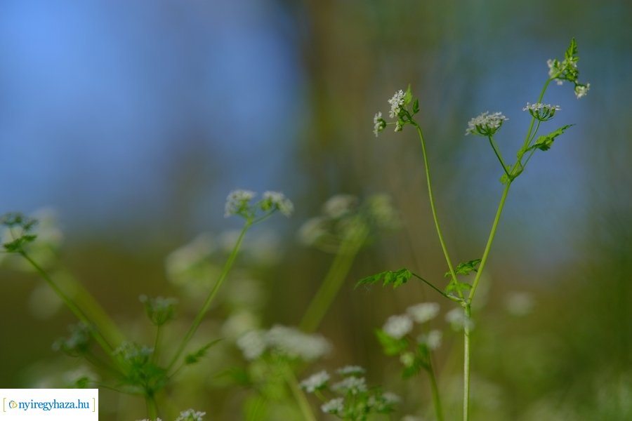Üde zöld Sóstói erdő