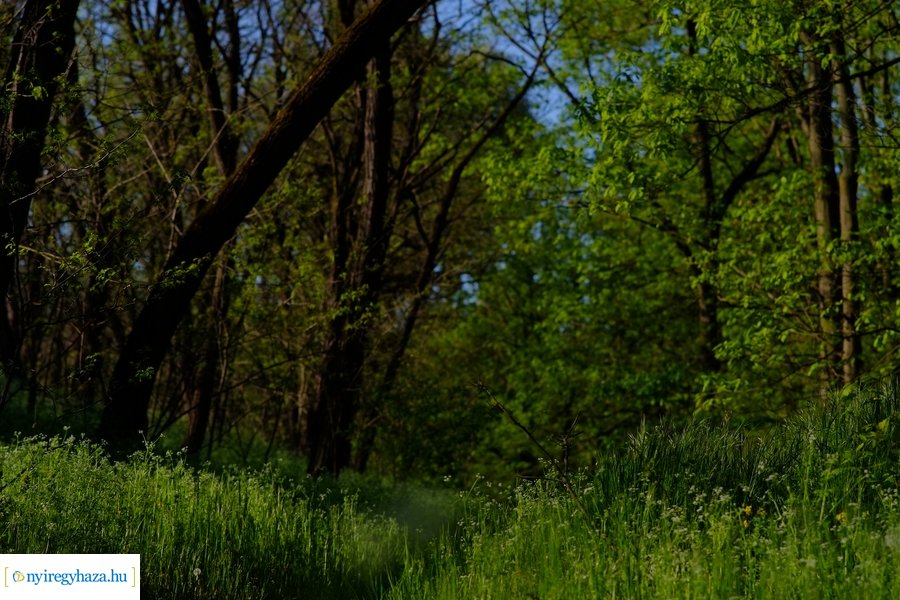 Üde zöld Sóstói erdő
