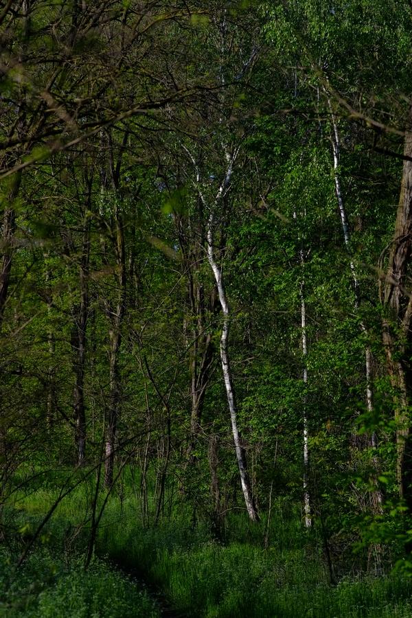 Üde zöld Sóstói erdő