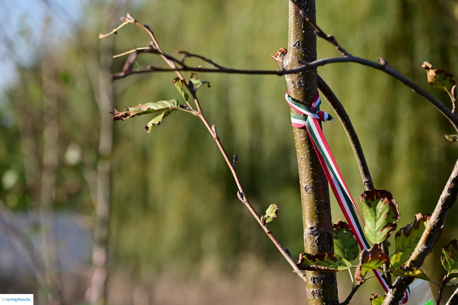 Új Életfa Liget 2024