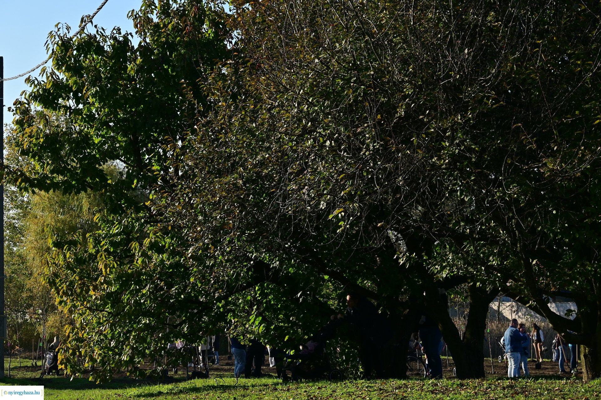 Új Életfa Liget 2024