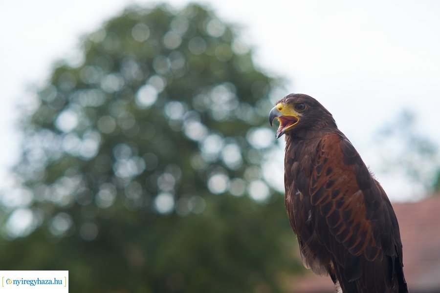 Új kenyér szentelése a múzeumfaluban 2022