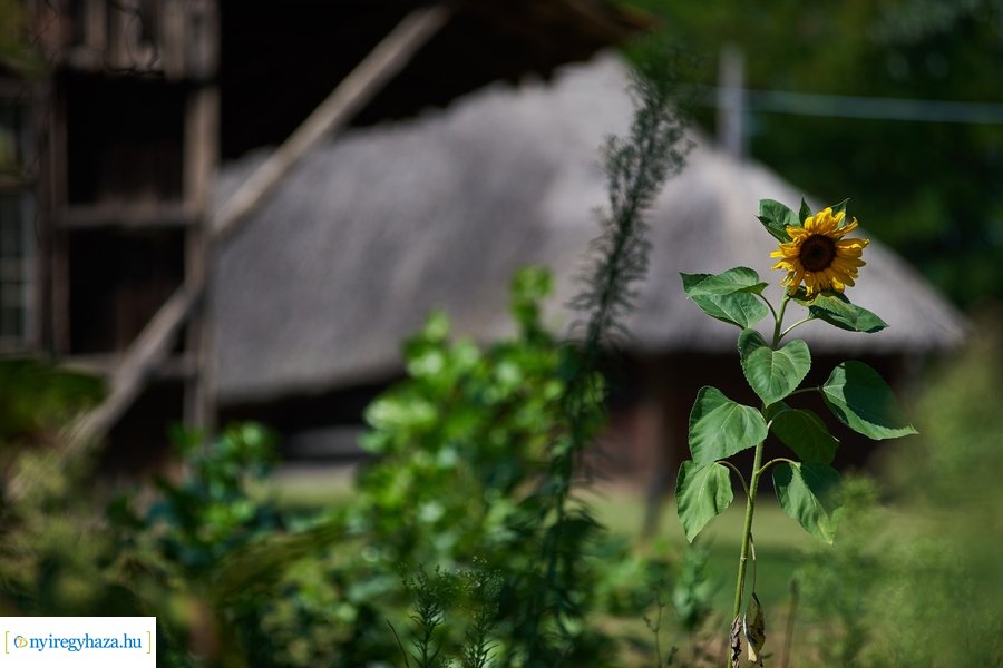 Új kenyér ünnepe a Sóstói Múzeumfaluban 2020