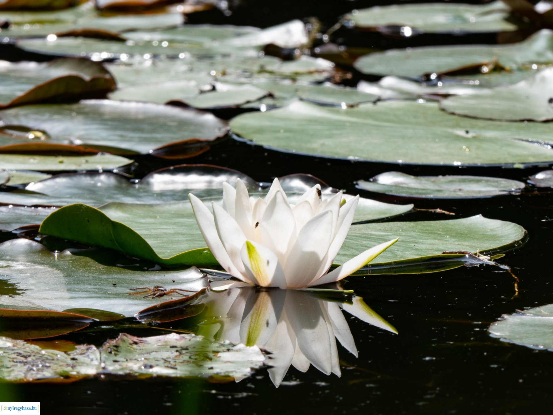 Újra nyitva az egyetemi botanikus kert
