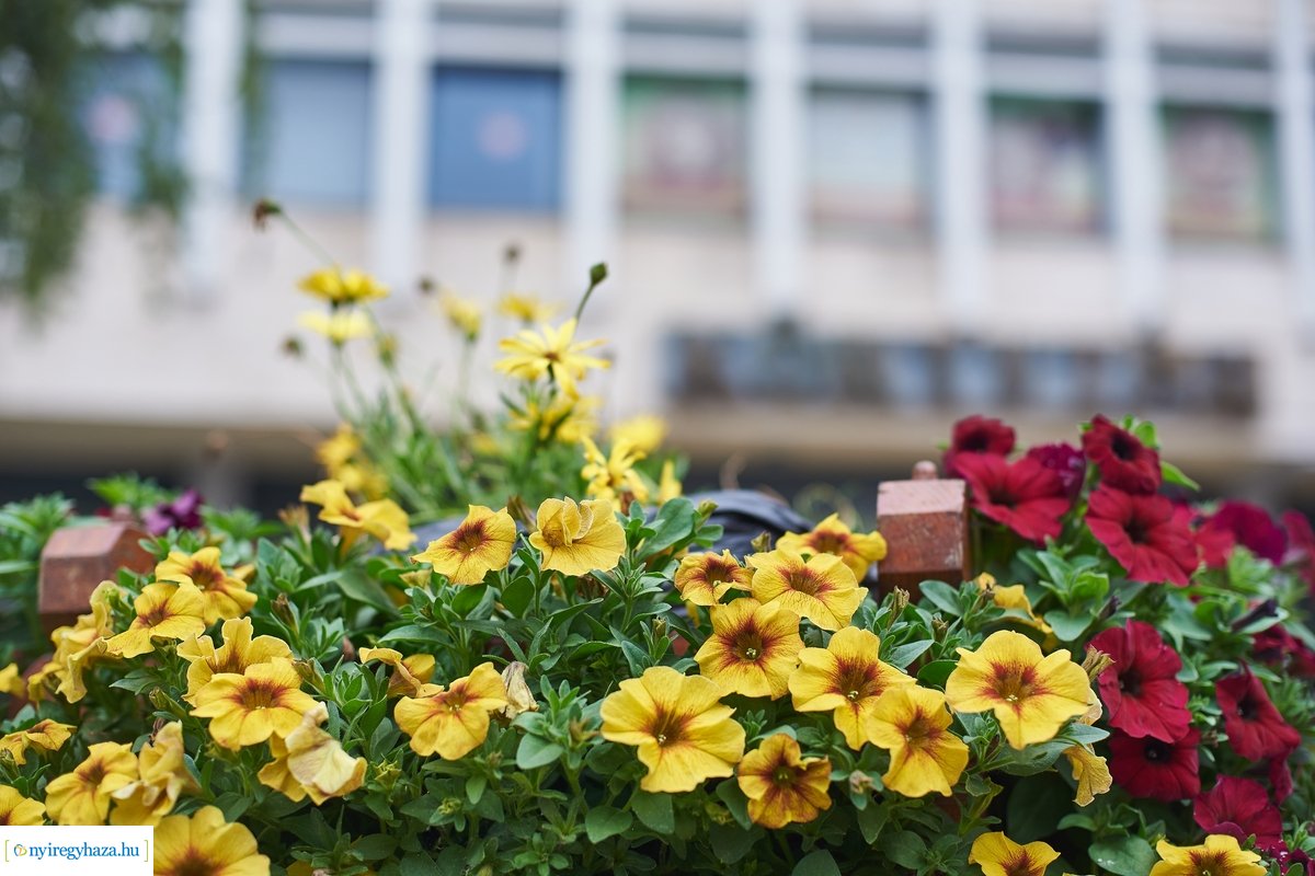 Újranyitott a városi könyvtár