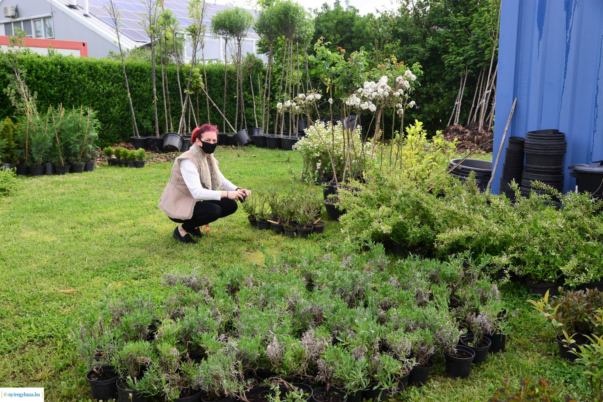 Ültess egy fát a holnapért! - megkezdődött  a növények osztása a NYÍRVV-nél