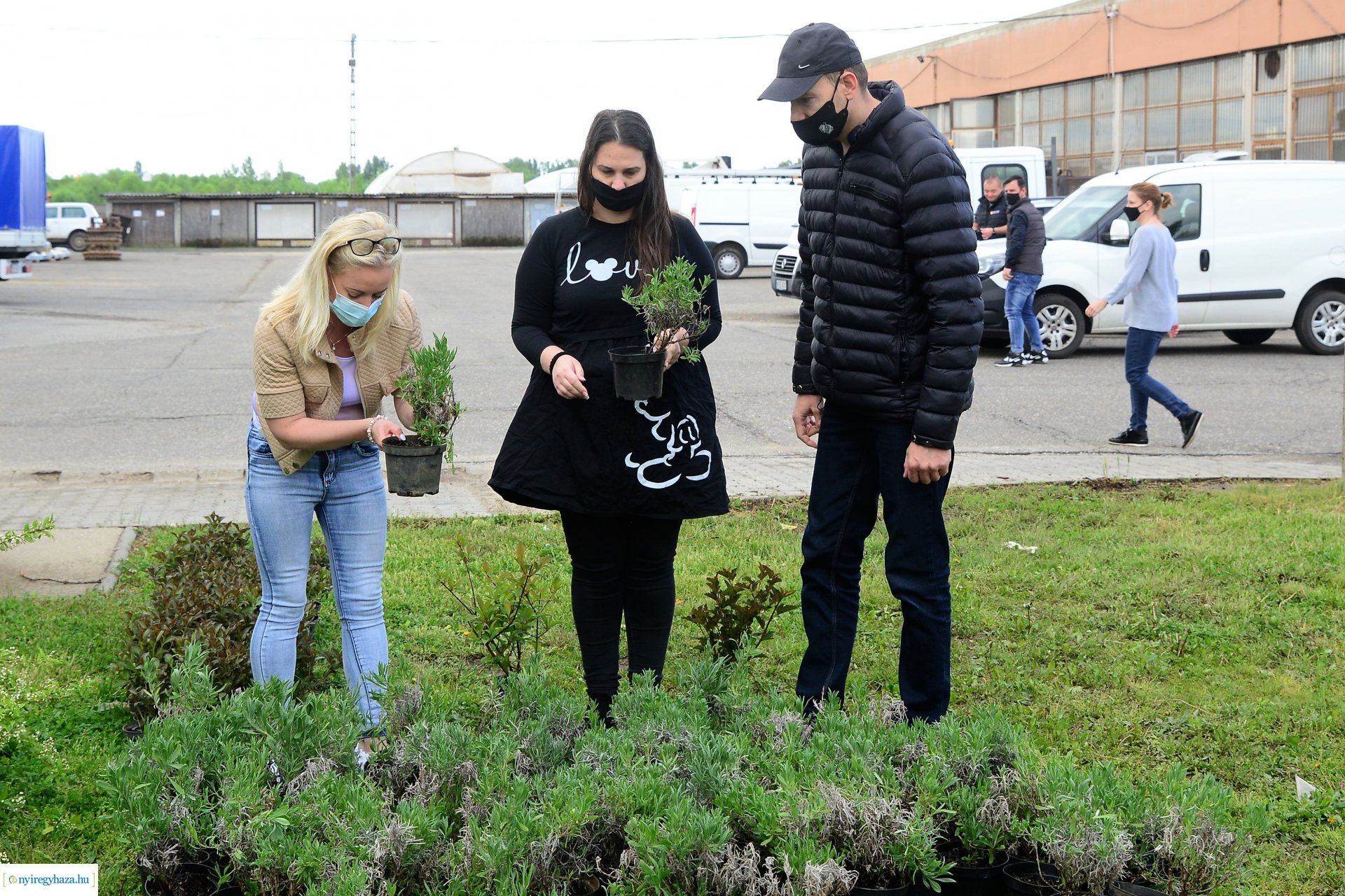Ültess egy fát a holnapért! - megkezdődött  a növények osztása a NYÍRVV-nél