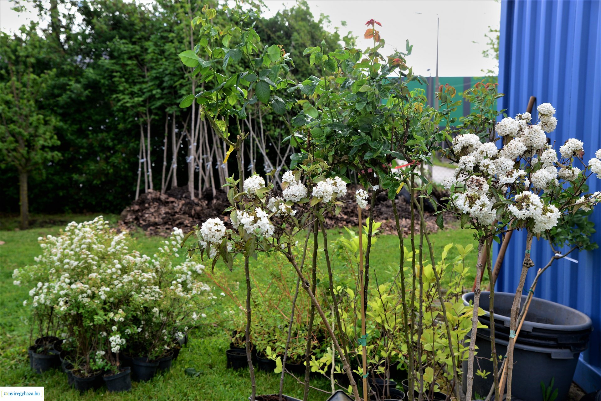 Ültess egy fát a holnapért! - megkezdődött  a növények osztása a NYÍRVV-nél