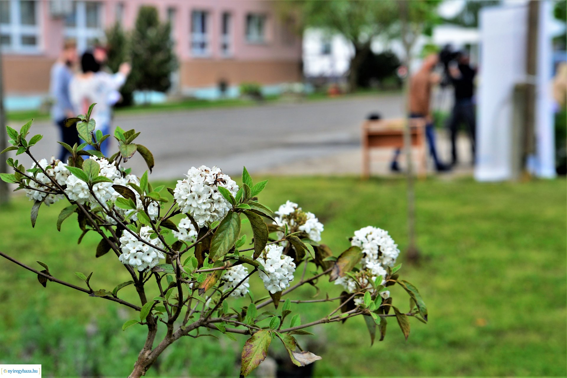 Ültess egy fát a holnapért! - megkezdődött  a növények osztása a NYÍRVV-nél