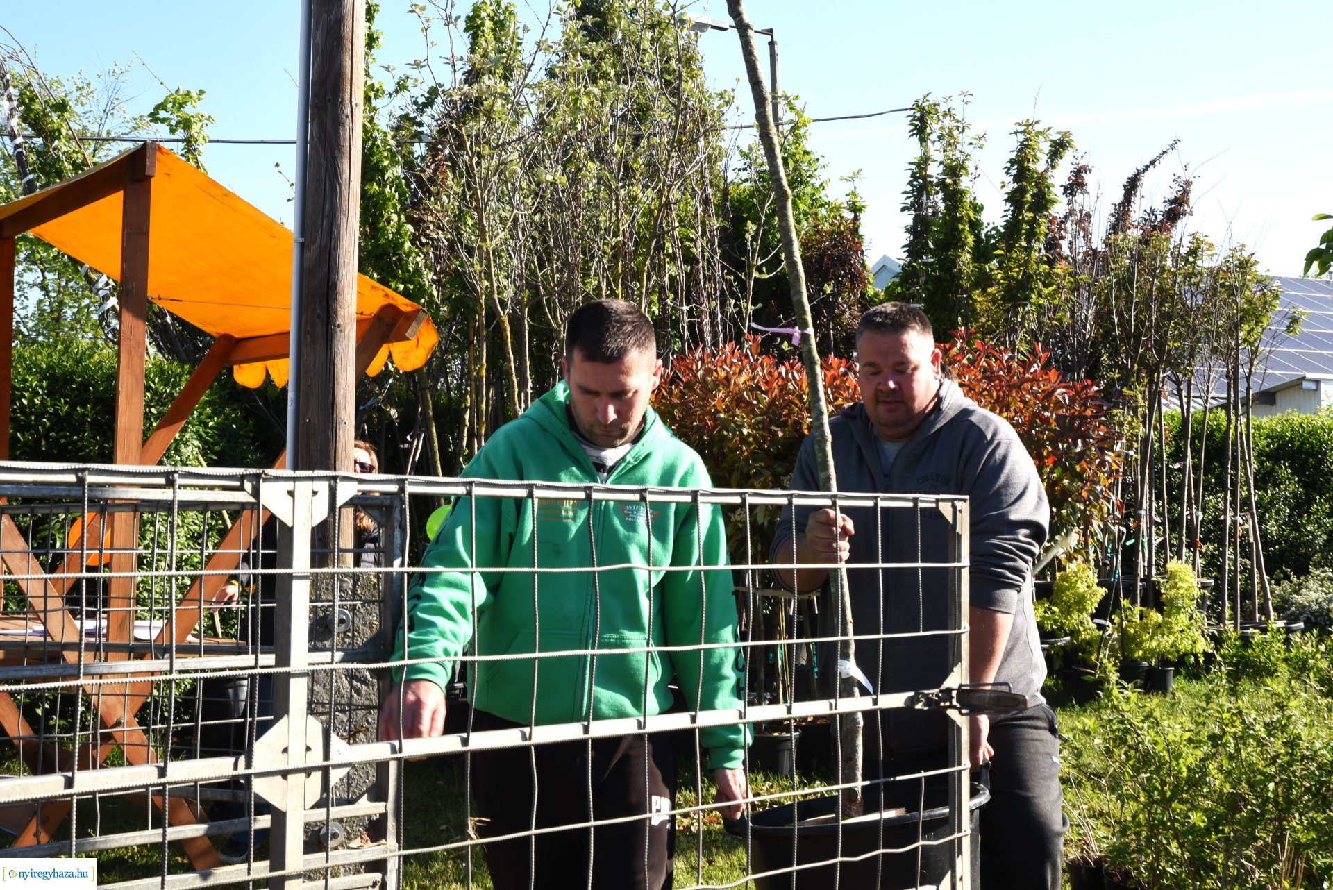 Ültess egy fát a holnapért! - növények átvétele a Nyírvv-nél 2024