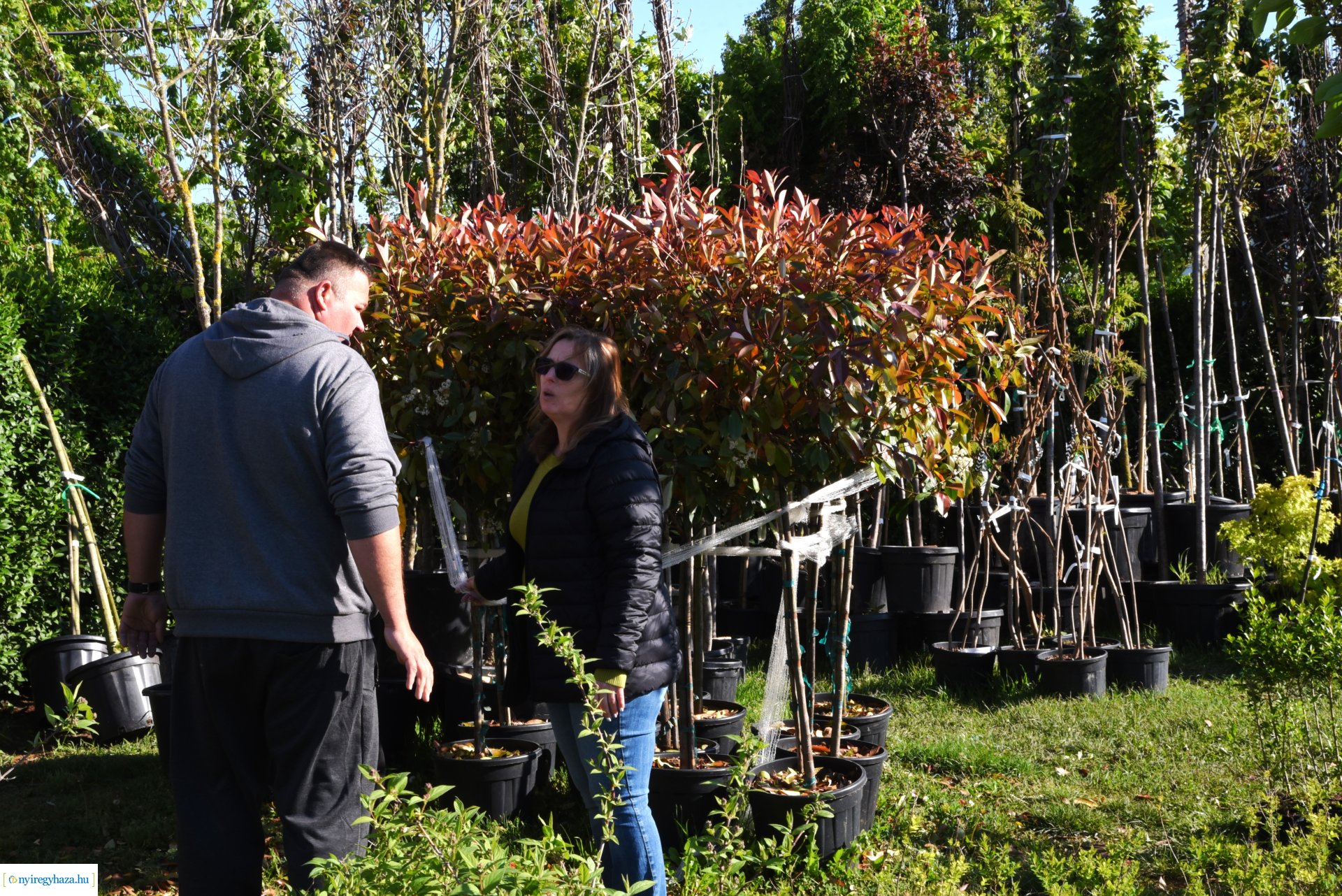 Ültess egy fát a holnapért! - növények átvétele a Nyírvv-nél 2024