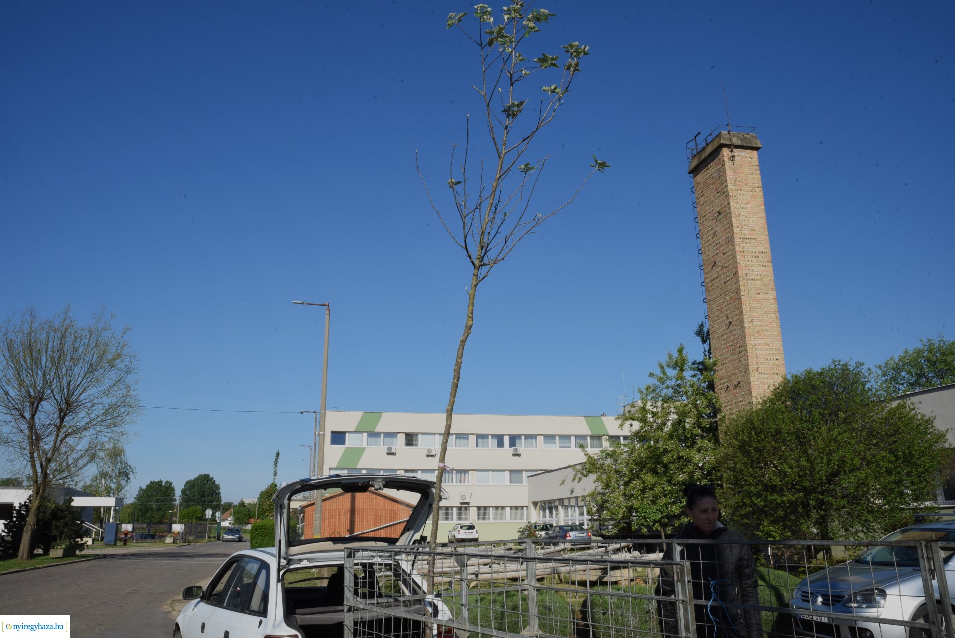 Ültess egy fát a holnapért! - növények átvétele a Nyírvv-nél 2024