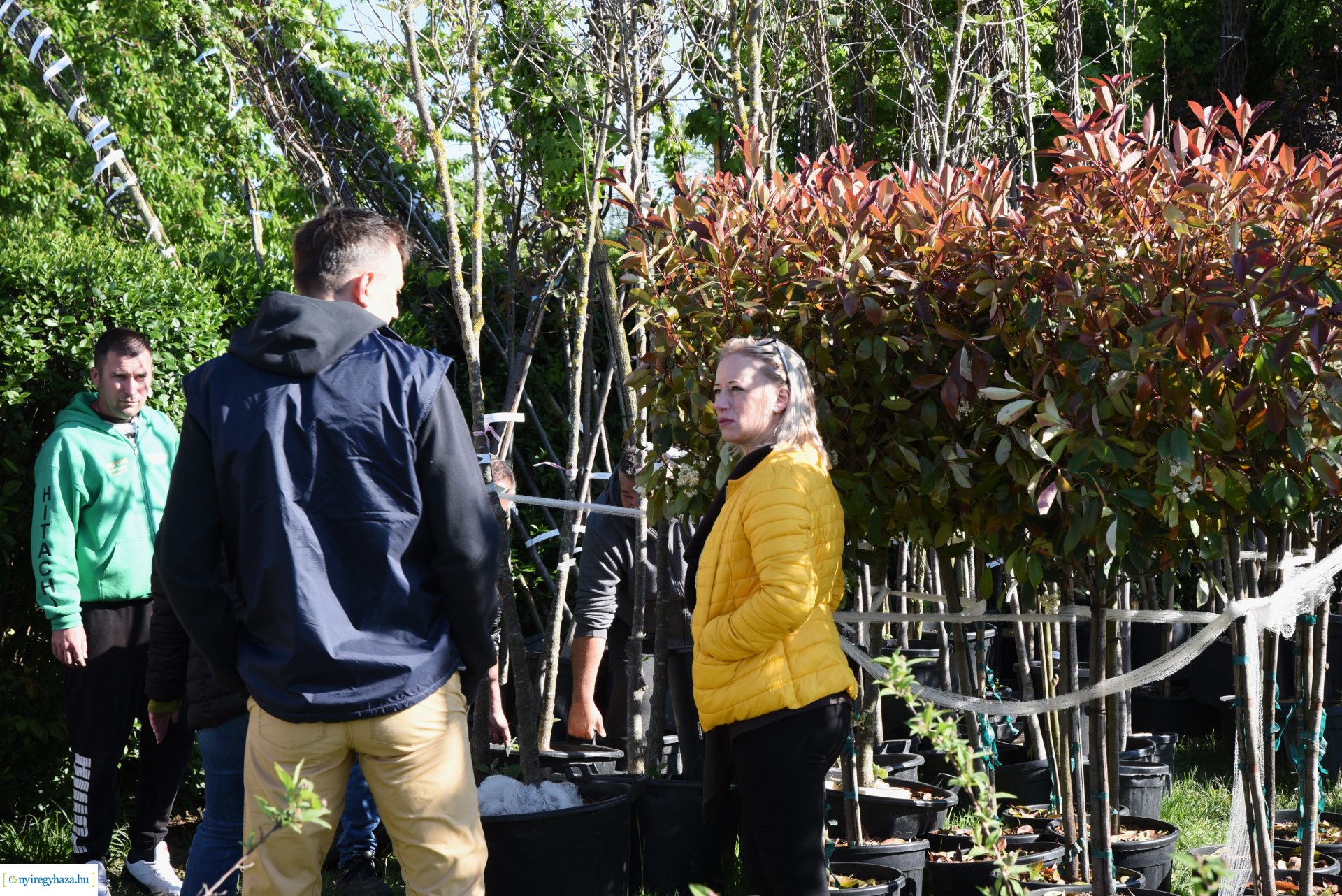 Ültess egy fát a holnapért! - növények átvétele a Nyírvv-nél 2024