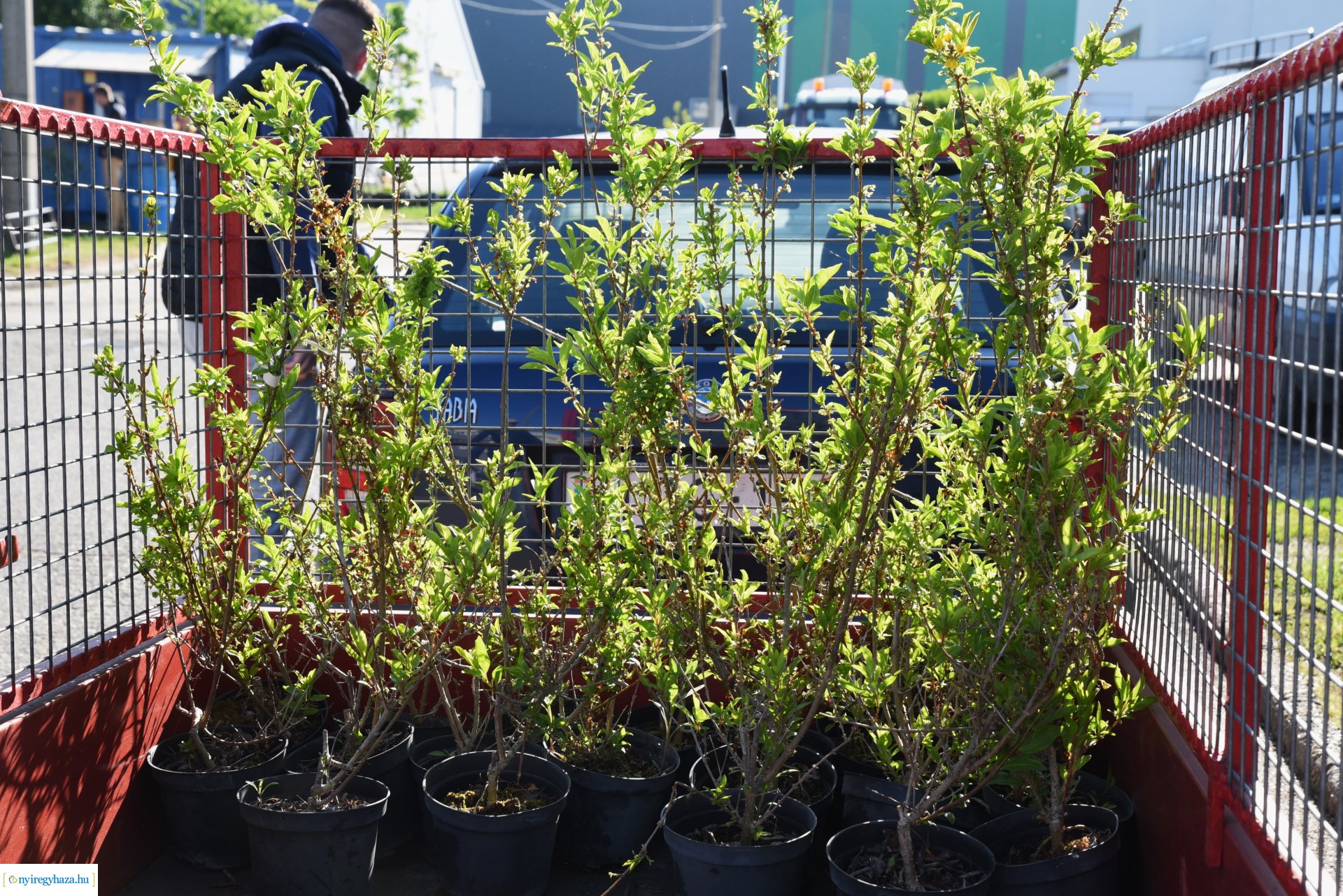 Ültess egy fát a holnapért! - növények átvétele a Nyírvv-nél 2024