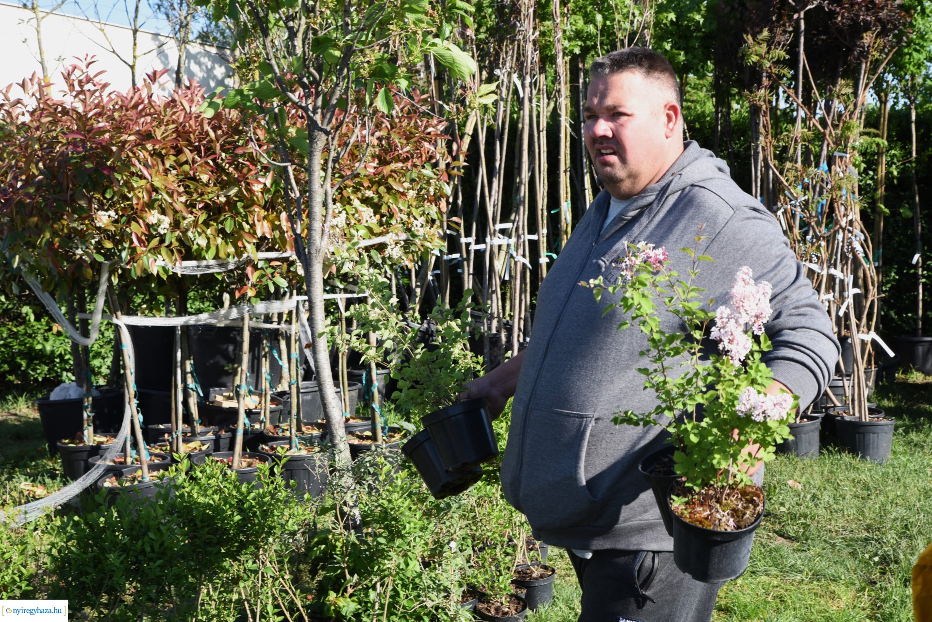 Ültess egy fát a holnapért! - növények átvétele a Nyírvv-nél 2024