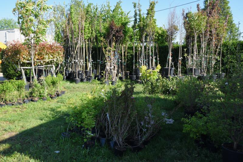 Ültess egy fát a holnapért! - növények átvétele a Nyírvv-nél 2024