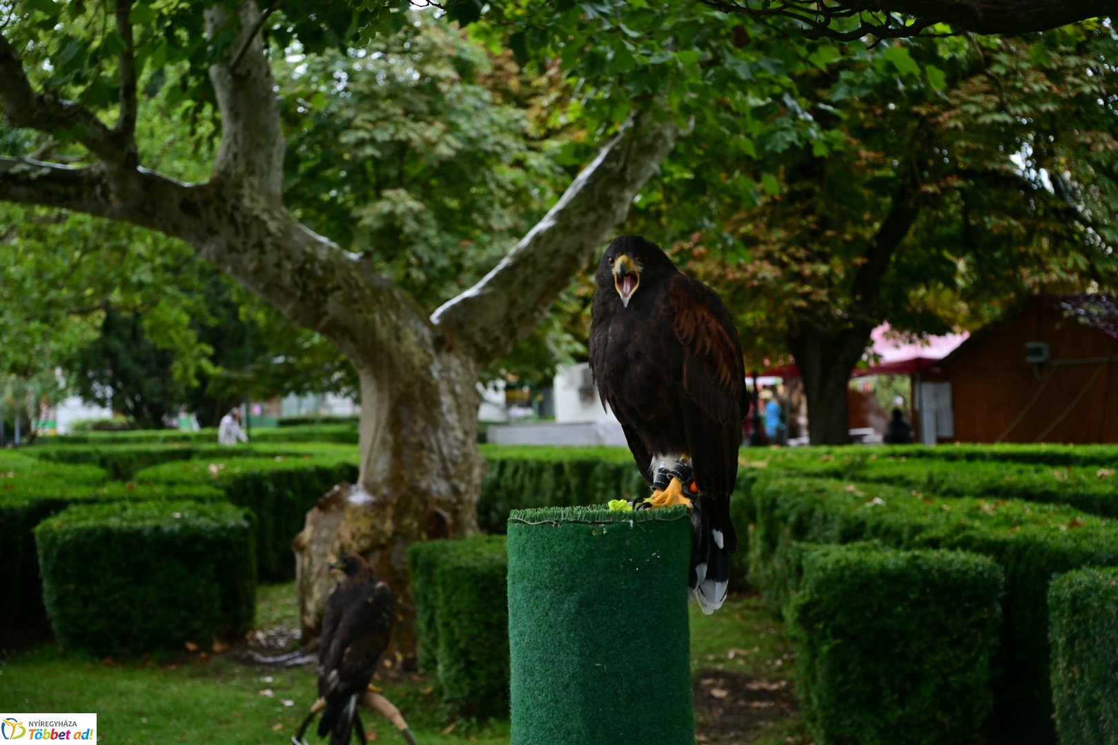 Vadgasztronómiai Fesztivál 2025