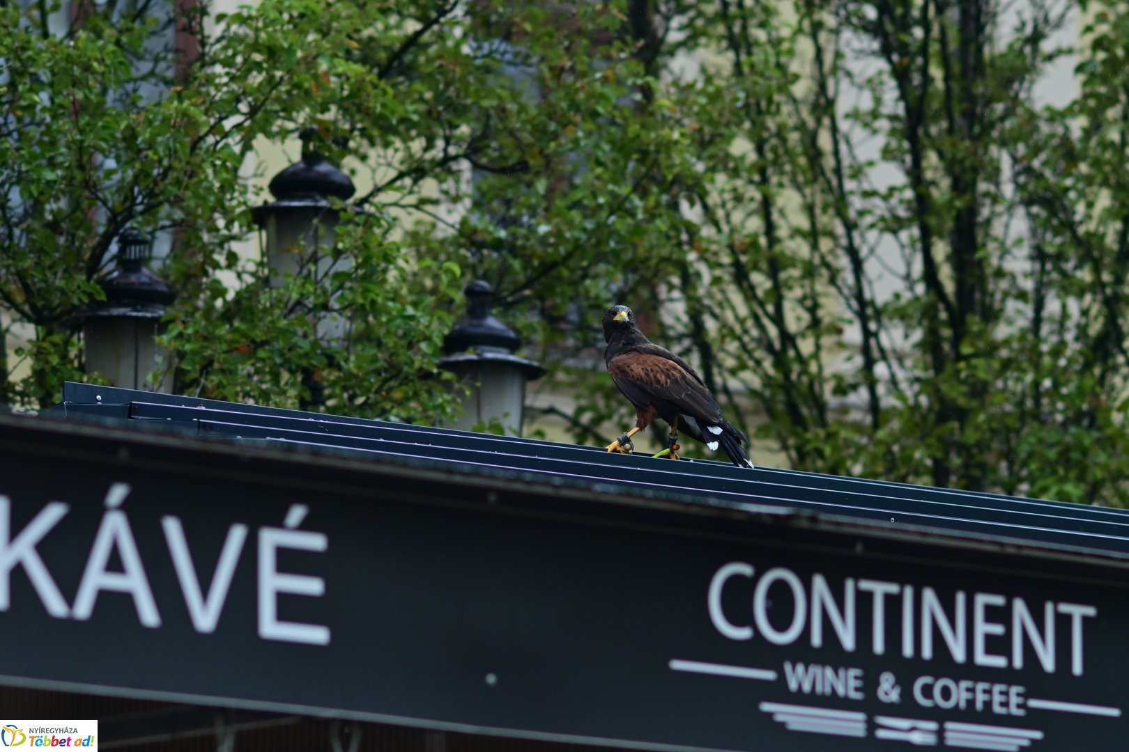 Vadgasztronómiai Fesztivál 2025