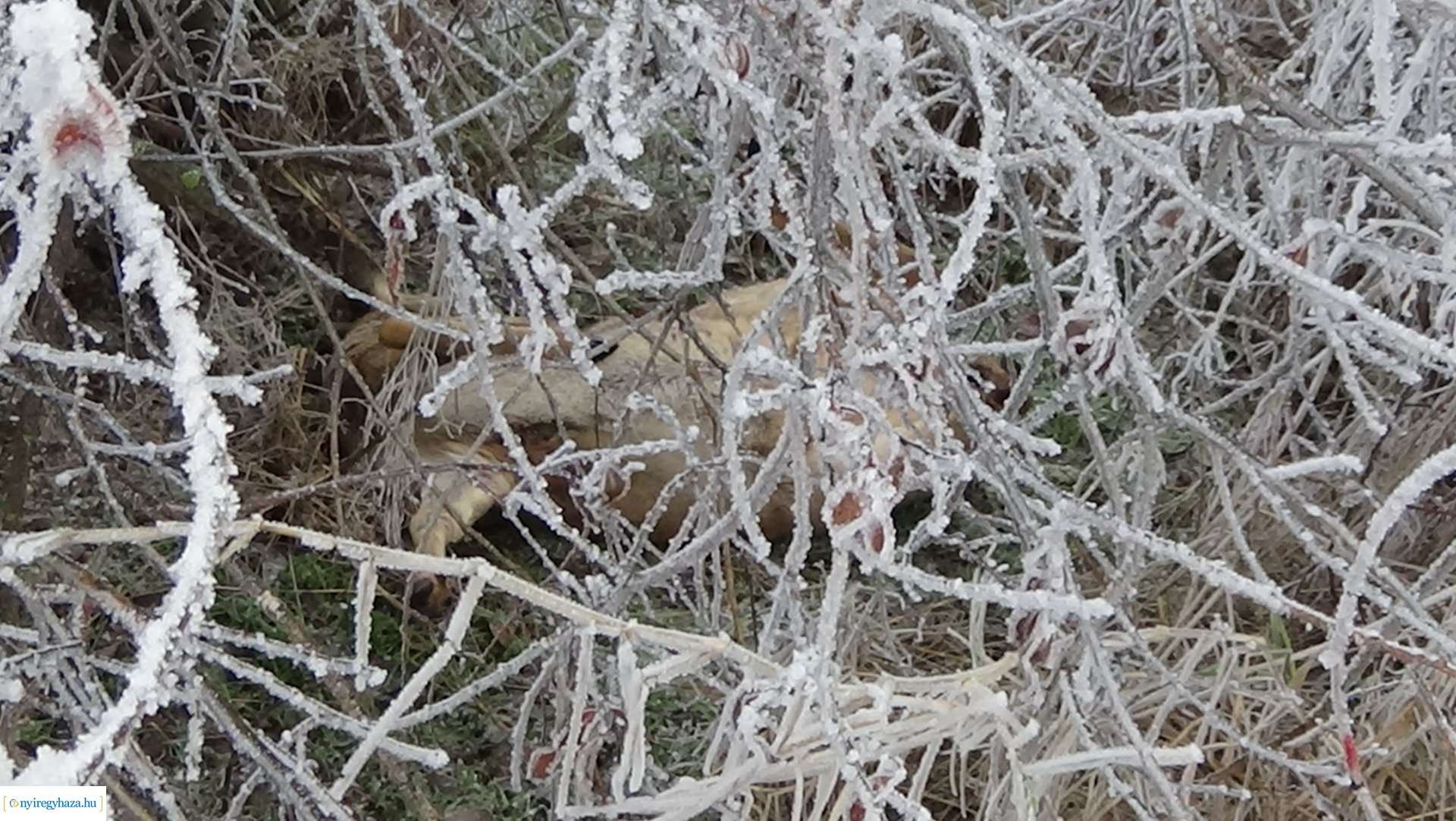 Vadgázolás Császárszállás külterületén