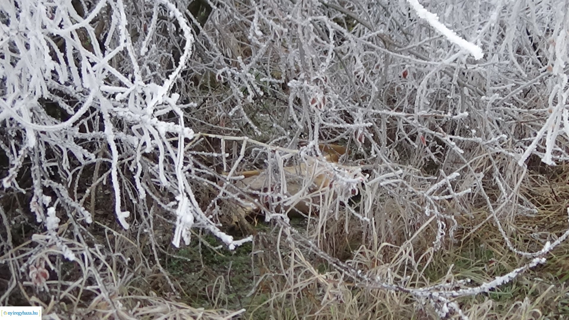 Vadgázolás Császárszállás külterületén