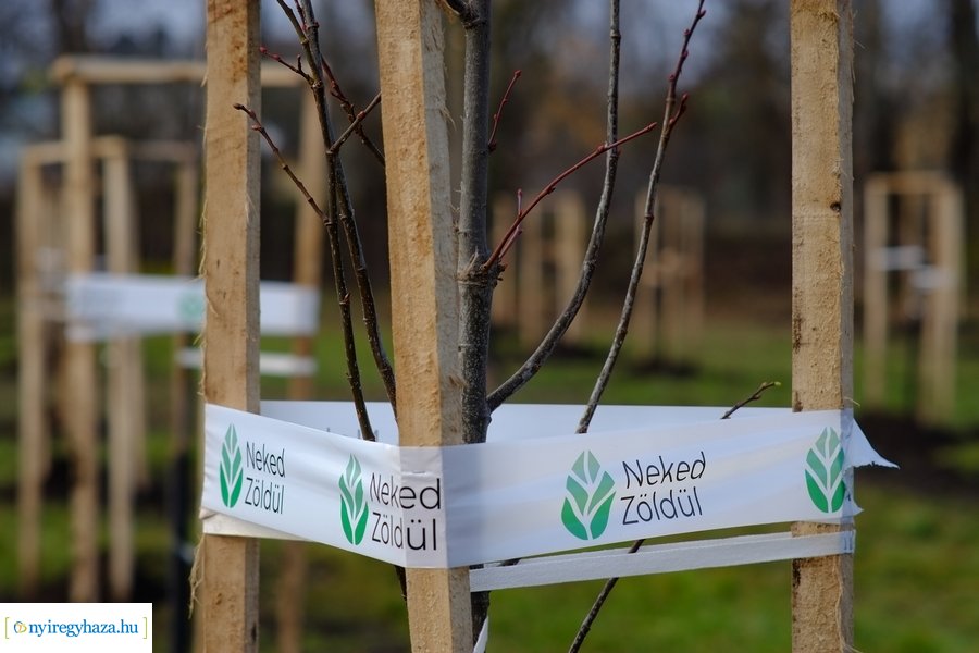 Városfa program és útfejlesztés Nyírszőlősön