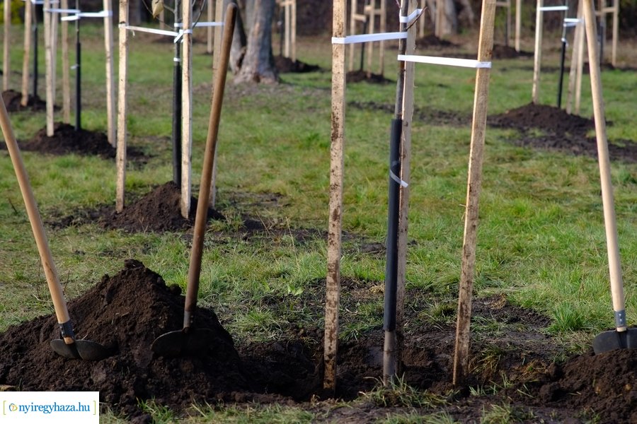 Városfa program és útfejlesztés Nyírszőlősön