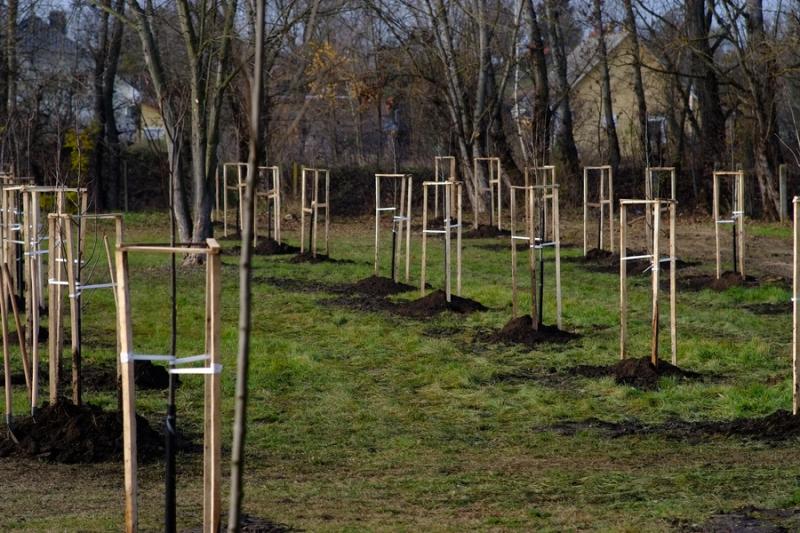 Városfa program és útfejlesztés Nyírszőlősön